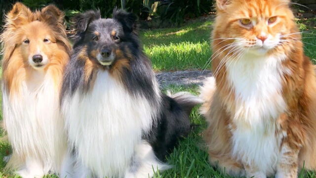 Record Ce Maine Coon Est Le Plus Grand Chat Du Monde Record Ce Maine Coon Est Le Plus Grand Chat Du Monde