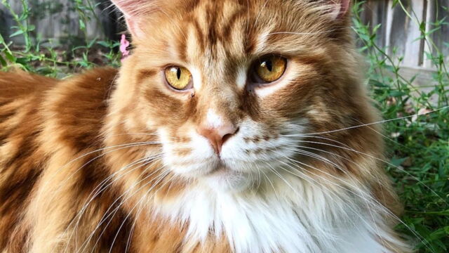 Record Ce Maine Coon Est Le Plus Grand Chat Du Monde