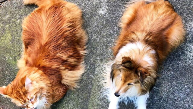 Record Ce Maine Coon Est Le Plus Grand Chat Du Monde Record Ce Maine Coon Est Le Plus Grand Chat Du Monde