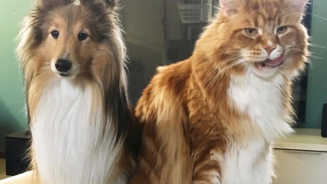 Record Ce Maine Coon Est Le Plus Grand Chat Du Monde Record Ce Maine Coon Est Le Plus Grand Chat Du Monde