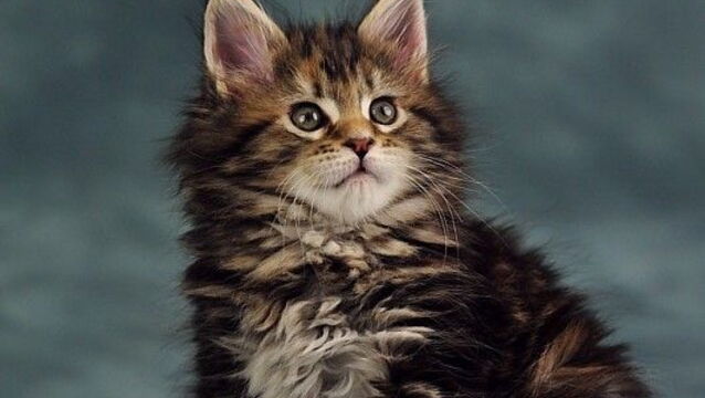 Ces Bebes Maine Coon Sont Adorables Ces Bebes Maine Coon Sont Adorables