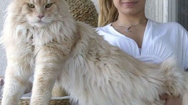 Maine Coon 16 Gros Chats Majestueux Qui Vont Faire Complexer Vos Chats