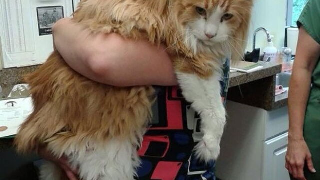 Maine Coon 16 Gros Chats Majestueux Qui Vont Faire Complexer Vos Chats