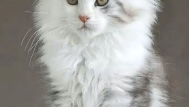 Ces Bebes Maine Coon Sont Adorables Ces Bebes Maine Coon Sont Adorables