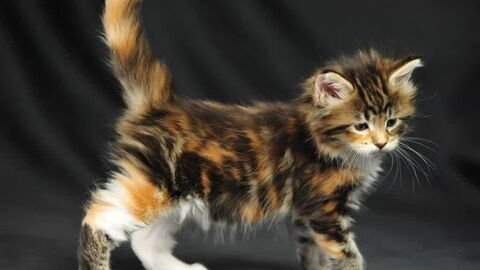 Ces Bebes Maine Coon Sont Adorables