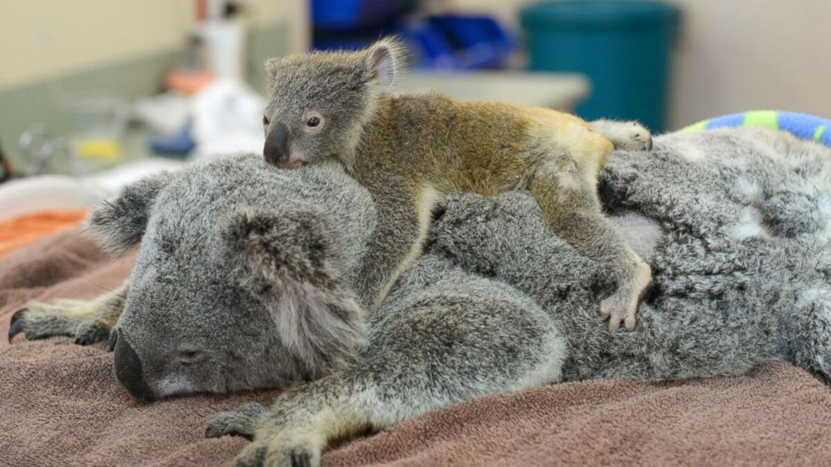 Un Petit Koala S Agrippe A Sa Maman Pendant Une Operation Chirurgicale