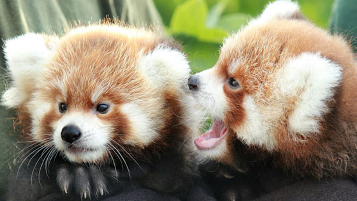 bébés pandas roux qui dorment