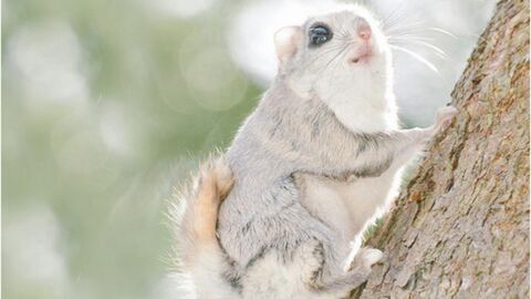 Le Polatouche De Siberie Cet Ecureuil Beaucoup Trop Mignon