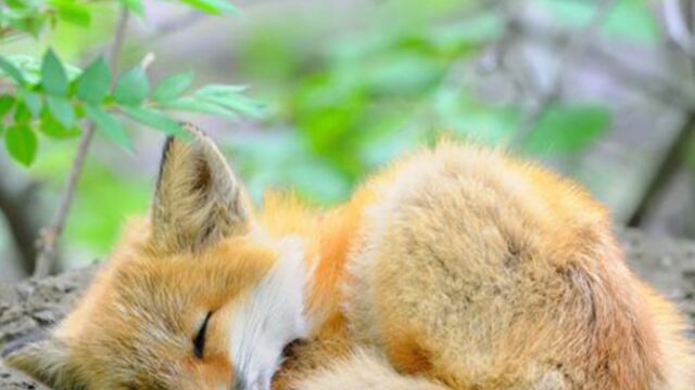 bebe renard renardeau red fox cute baby  Animaux les plus mignons,  Animaux, Renard roux