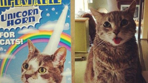 Top Des Photos De Chat Les Plus Vues En 15
