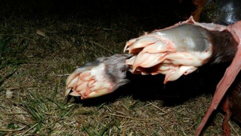 Les images impressionnantes de la naissance d'un poulain