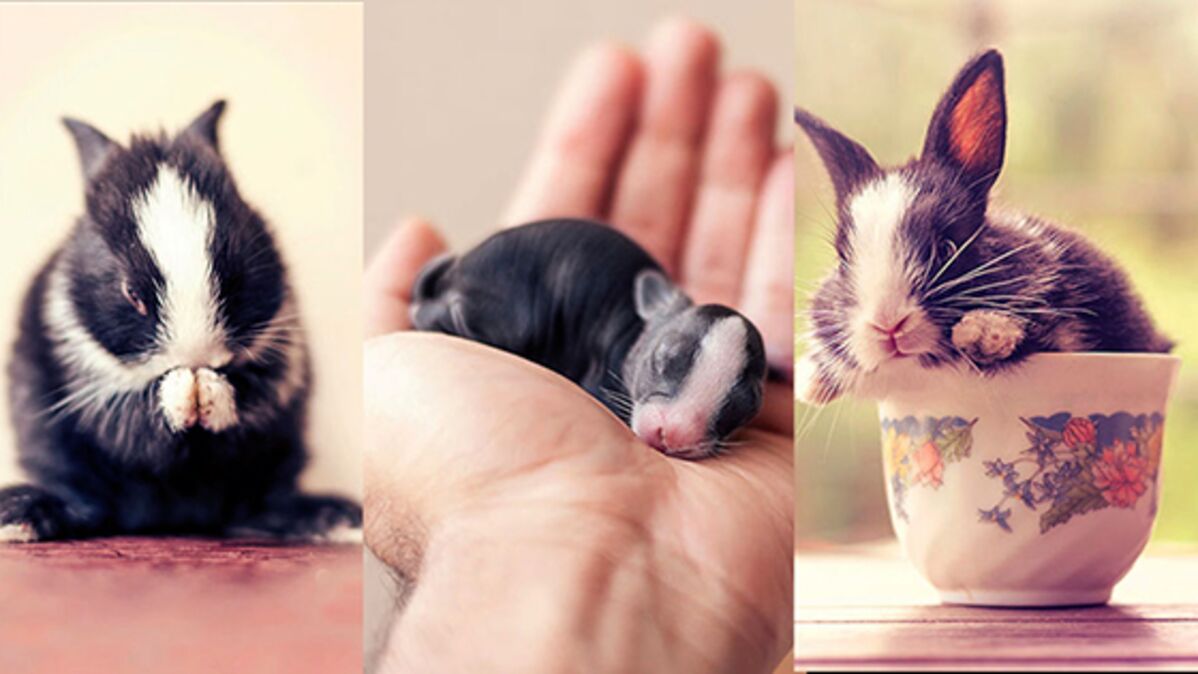Un Photographe Immortalise Ces Lapins A La Naissance