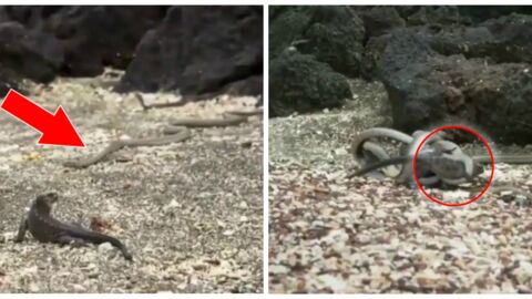 Un bébé iguane se fait attaquer par des dizaines de serpents !