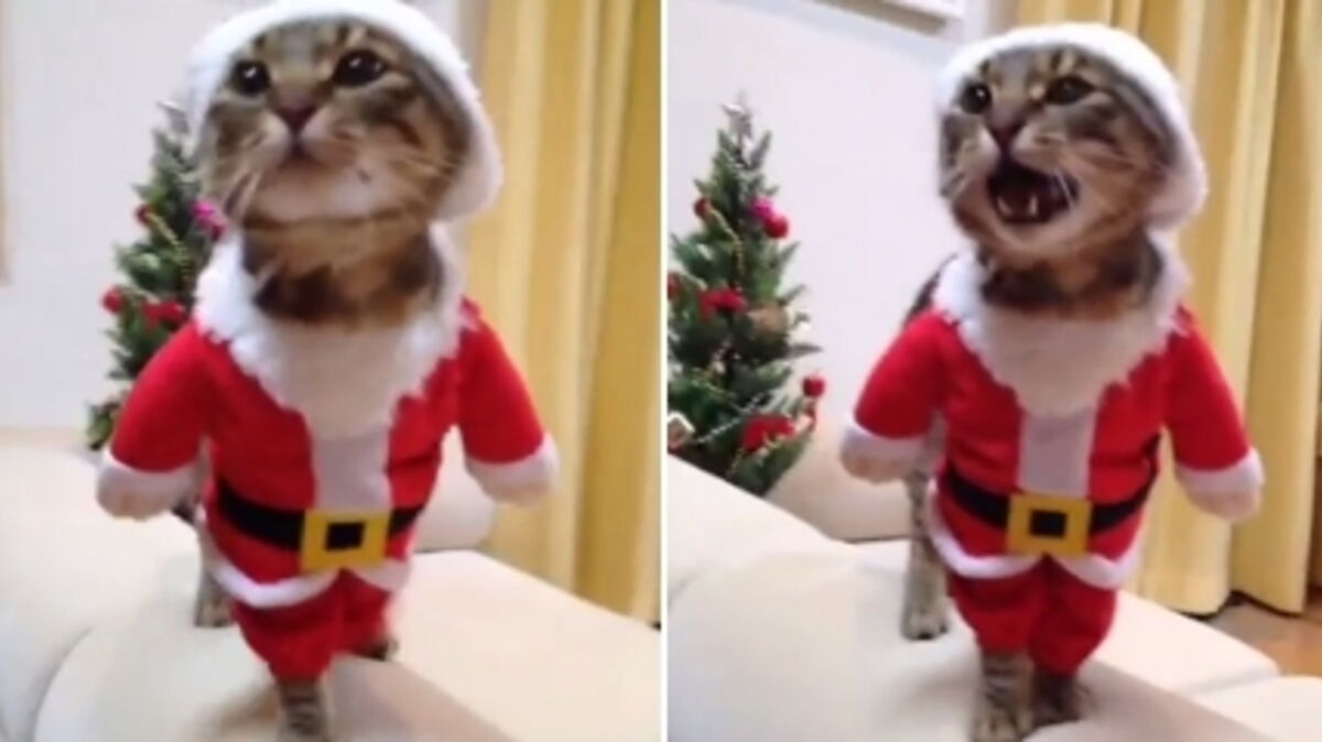 Ce Chat Adore Les Fetes Et Il Sait Incarner Le Pere Noel Comme Personne