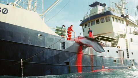 En Norvège, on relance la chasse à la baleine