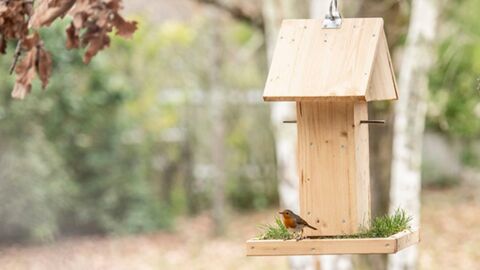 Ces 5 gestes simples que vous devez connaître pour aider les oiseaux du jardin
