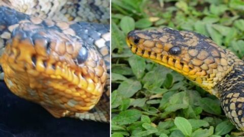 Un serpent rarissime vient d'être capturé alors qu'il avait disparu depuis 65 ans !