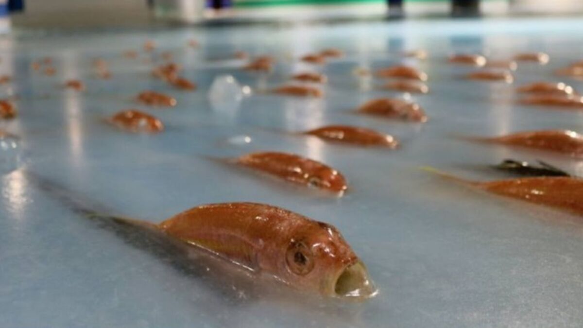 Au Japon, une patinoire abritant des centaines de poissons morts