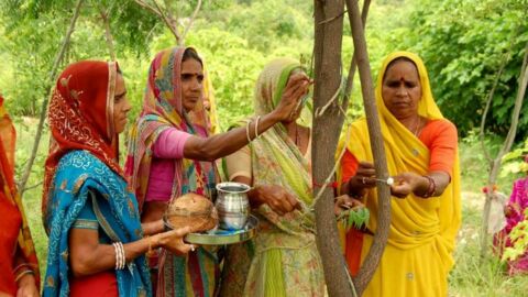 Piplantri : l'histoire émouvant du village indien qui plante 111 arbres à chaque naissance d'une petite fille