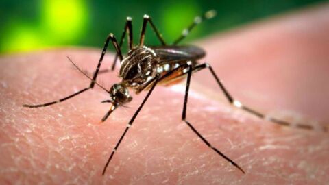 Virus Zika : symptômes et traitements, tout savoir sur la maladie