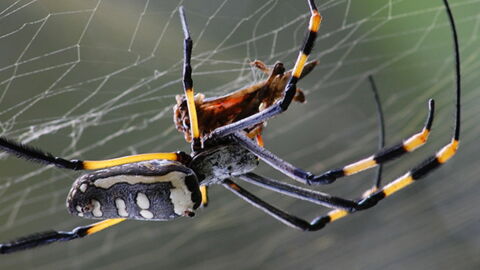Ces Animaux Qui Ne Petent Jamais
