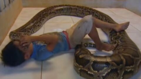 Le meilleur ami de cet enfant cambodgien est… un python nommé Chomran !