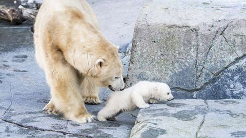 Zoo de Copenhague : en quoi la naissance d'un ourson polaire n'est pas une bonne nouvelle