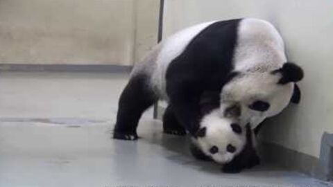 Il est l'heure d'aller au lit pour ce bébé panda !