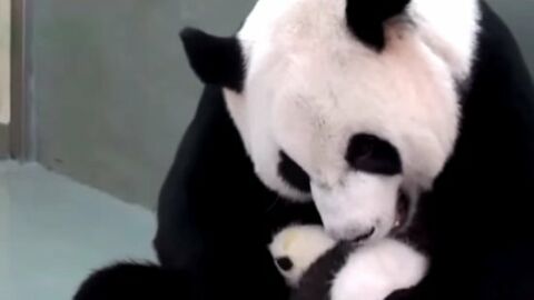 Cette maman Panda voit son nourrisson pour la toute première fois. Un moment très touchant