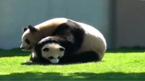 Cette maman panda cache son plus beau trésor sous ses pattes