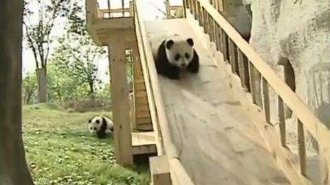 Ces jeunes pandas qui jouent dans un toboggan vont vous faire craquer