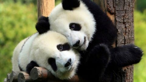 Les pandas géants ne sont plus une espèce en voie de disparition