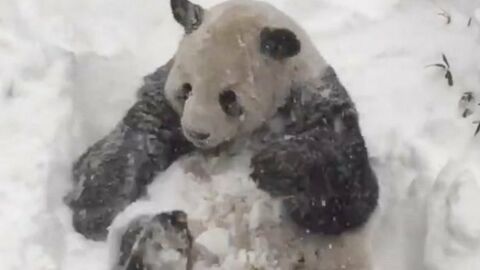 Tempête Snowzilla : le panda Tian Tian s'éclate dans la neige au zoo de Washington