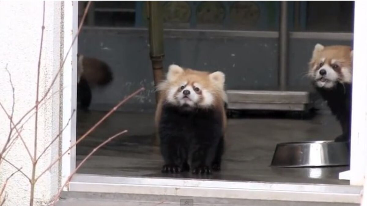 La Reaction Trop Mignonne D Un Panda Roux Surpris