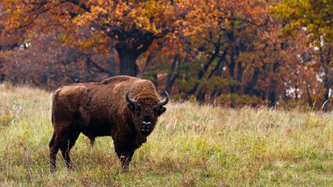 Au Pays-Bas, on introduit des bisons pour entretenir les parcs nationaux !