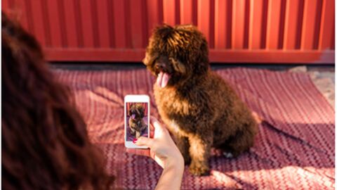 Google lance une application capable de reconnaître les races de chien !