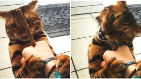 Decouvrez Thor Le Chat Bengal Au Pelage Majestueux
