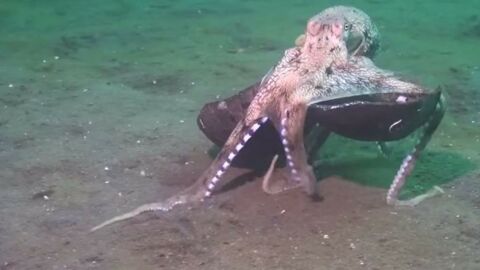 Une pieuvre emporte une noix de coco en courant... et ce qu'elle fait avec est génial !
