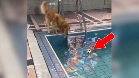 Ce chien cherche un moyen de récupérer sa balle dans la piscine