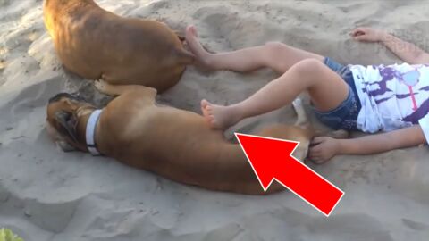 Pour se venger, ce chien décide d'enterrer sa jeune maîtresse dans le sable!