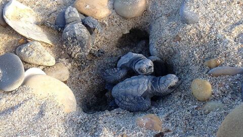 Hérault : pour la première fois, des tortues éclosent sur une plage près de Palavas
