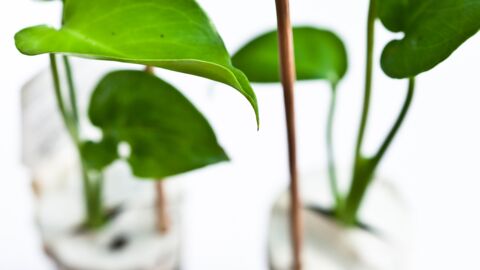 Comment bien bouturer une plante d'intérieur ?