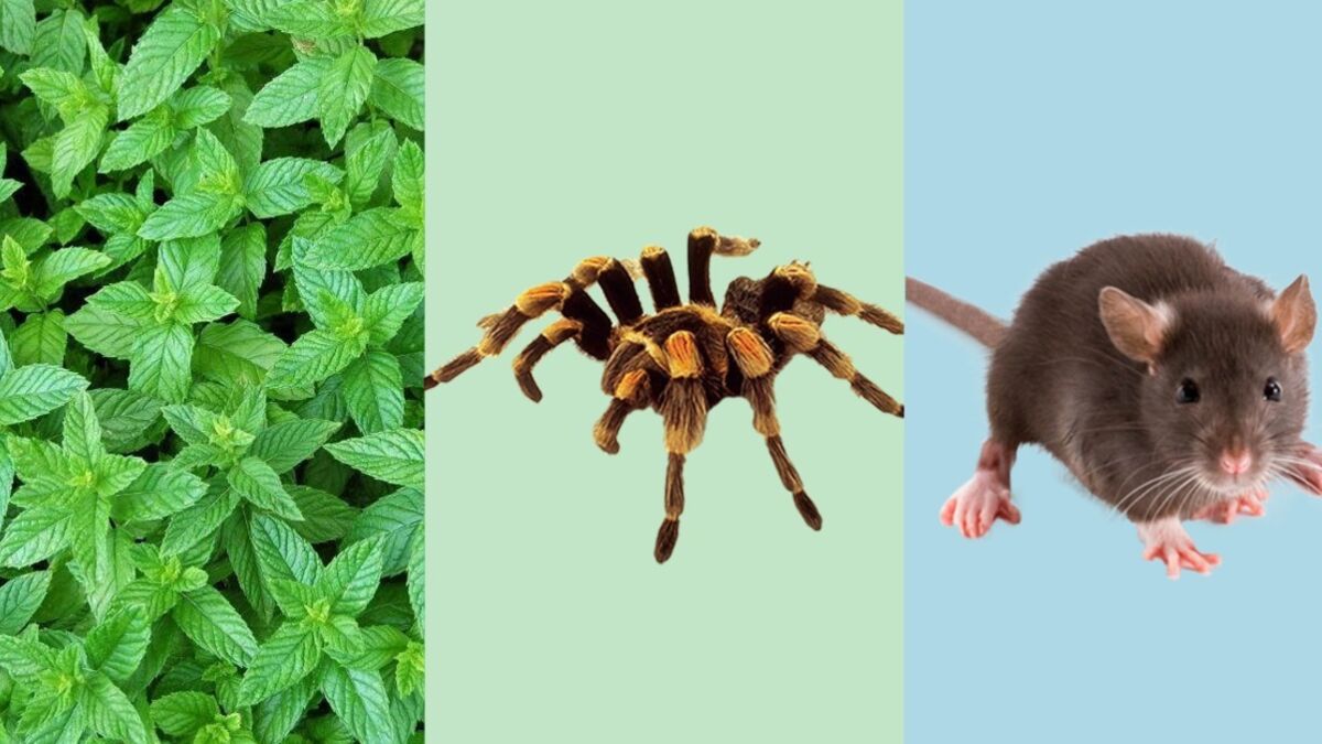Cette plante va vous débarrasser des araignées, des rats et même des  insectes dans votre maison!