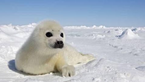 Un Bebe Phoque Meurt Etouffe Par Du Plastique