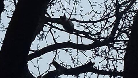 Saint Brieuc Le Sauvetage De Ce Chat Coince Depuis 3 Jours Dans Un Arbre Fait Polemique