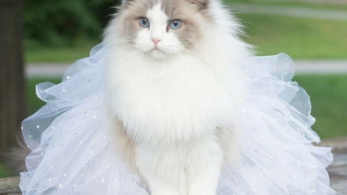 Découvrez Aurora, la chatte Ragdoll la plus délicate du monde