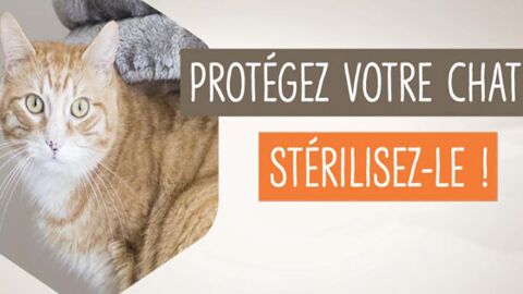 La SPA lance une campagne pour la stérilisation des chats