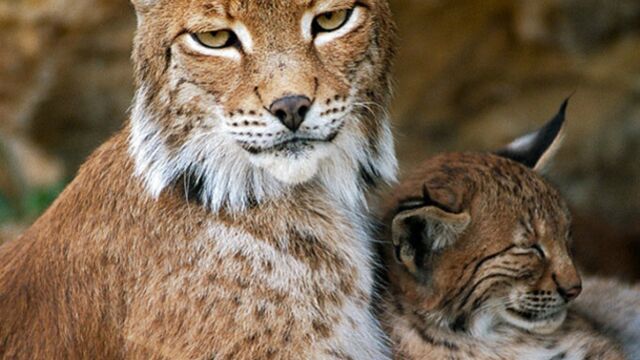 Le lynx boréal, victime du braconnage - Fondation 30 Millions d'Amis