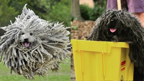 Decouvrez Le Puli Cet Incroyable Chien Au Look De Serpillere