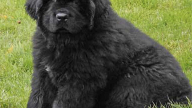 10 Adorables Chiots Terre Neuve Pour Lesquels Vous Allez Craquer